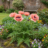 Set of 3 or 6 Papaver Orientale Garden Gnome Victoria Louise Plants, Hardy Perennial Oriental Poppy, Outdoor Garden Ready, 1 Litre Root-Ball - Frankton's