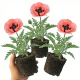 Set of 3 or 6 Papaver Orientale Garden Gnome Victoria Louise Plants, Hardy Perennial Oriental Poppy, Outdoor Garden Ready, 1 Litre Root-Ball - Frankton's