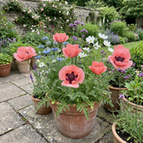 Set of 3 or 6 Papaver Orientale Garden Gnome Victoria Louise Plants, Hardy Perennial Oriental Poppy, Outdoor Garden Ready, 1 Litre Root-Ball - Frankton's