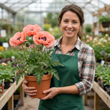 Set of 3 or 6 Papaver Orientale Garden Gnome Victoria Louise Plants, Hardy Perennial Oriental Poppy, Outdoor Garden Ready, 1 Litre Root-Ball - Frankton's