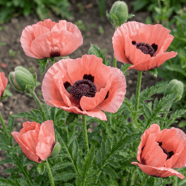 Set of 3 or 6 Papaver Orientale Garden Gnome Victoria Louise Plants, Hardy Perennial Oriental Poppy, Outdoor Garden Ready, 1 Litre Root-Ball - Frankton's