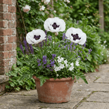 Set of 3 or 6 Papaver Orientale Royal Wedding Plants, Hardy White Oriental Poppy Perennial, 1 Litre Root Ball - Frankton's