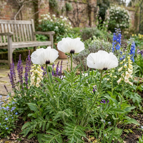 Set of 3 or 6 Papaver Orientale Royal Wedding Plants, Hardy White Oriental Poppy Perennial, 1 Litre Root Ball - Frankton's