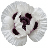 Set of 3 or 6 Papaver Orientale Royal Wedding Plants, Hardy White Oriental Poppy Perennial, 1 Litre Root Ball - Frankton's