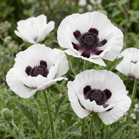 Set of 3 or 6 Papaver Orientale Royal Wedding Plants, Hardy White Oriental Poppy Perennial, 1 Litre Root Ball - Frankton's