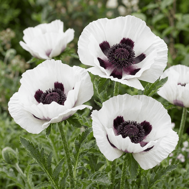 Set of 3 or 6 Papaver Orientale Royal Wedding Plants, Hardy White Oriental Poppy Perennial, 1 Litre Root Ball - Frankton's