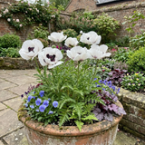 Set of 3 or 6 Papaver Orientale Royal Wedding Poppy Plants, Hardy Perennial, Outdoor Garden Ready, 1 Litre Root-Ball - Frankton's