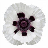 Set of 3 or 6 Papaver Orientale Royal Wedding Poppy Plants, Hardy Perennial, Outdoor Garden Ready, 1 Litre Root-Ball - Frankton's