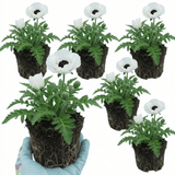 Set of 3 or 6 Papaver Orientale Royal Wedding Poppy Plants, Hardy Perennial, Outdoor Garden Ready, 1 Litre Root-Ball - Frankton's