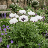 Set of 3 or 6 Papaver Orientale Royal Wedding Poppy Plants, Hardy Perennial, Outdoor Garden Ready, 1 Litre Root-Ball - Frankton's