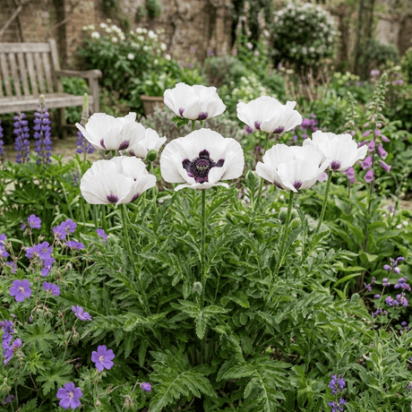 Set of 3 or 6 Papaver Orientale Royal Wedding Poppy Plants, Hardy Perennial, Outdoor Garden Ready, 1 Litre Root-Ball - Frankton's