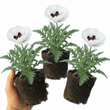 Set of 3 or 6 Papaver Orientale Royal Wedding Poppy Plants, Hardy Perennial, Outdoor Garden Ready, 1 Litre Root-Ball - Frankton's