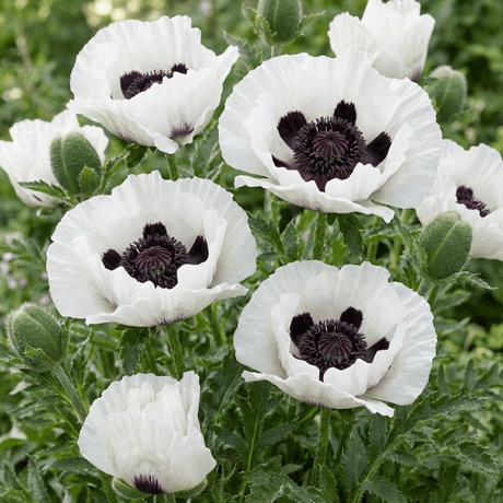Set of 3 or 6 Papaver Orientale Royal Wedding Poppy Plants, Hardy Perennial, Outdoor Garden Ready, 1 Litre Root-Ball - Frankton's
