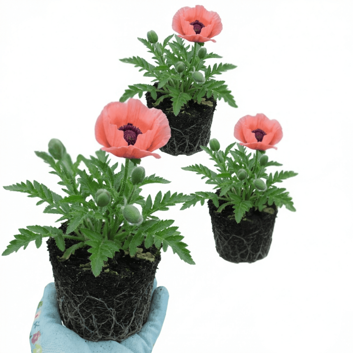 Set of 3 or 6 Papaver Orientale Victoria Louise Hardy Perennial Poppy Plants, Outdoor Garden Ready, 1 Litre Root-Ball - Frankton's