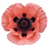 Set of 3 or 6 Papaver Orientale Victoria Louise Hardy Perennial Poppy Plants, Outdoor Garden Ready, 1 Litre Root-Ball - Frankton's