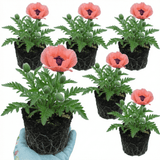 Set of 3 or 6 Papaver Orientale Victoria Louise Hardy Perennial Poppy Plants, Outdoor Garden Ready, 1 Litre Root-Ball - Frankton's