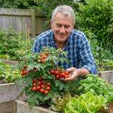 Set of 3 or 6 Patio Tomato Jo & Grace Plants, Live Tomato Seedlings, Outdoor Garden Ready, 1L Root Ball - Frankton's