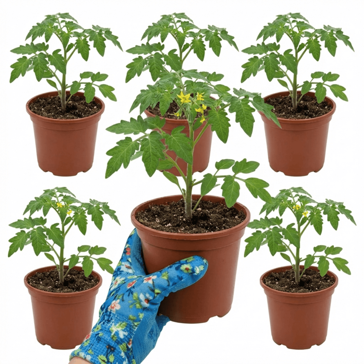 Set of 3 or 6 Patio Tomato Jo & Grace Plants, Live Tomato Seedlings, Outdoor Garden Ready, 1L Root Ball - Frankton's
