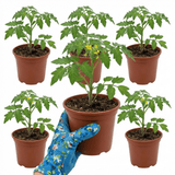 Set of 3 or 6 Patio Tomato Jo & Grace Plants, Live Tomato Seedlings, Outdoor Garden Ready, 1L Root Ball - Frankton's