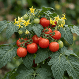Set of 3 or 6 Patio Tomato Jo & Grace Plants, Live Tomato Seedlings, Outdoor Garden Ready, 1L Root Ball - Frankton's