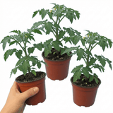 Set of 3 or 6 Patio Tomato Jo & Grace Plants, Live Tomato Seedlings, Outdoor Garden Ready, 1L Root Ball - Frankton's