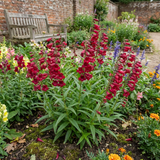 Set of 3 or 6 Penstemon Red Hardy Perennial Plants, Bee Friendly Summer Flowering, Outdoor Garden Ready, 1 Litre Root-Ball - Frankton's
