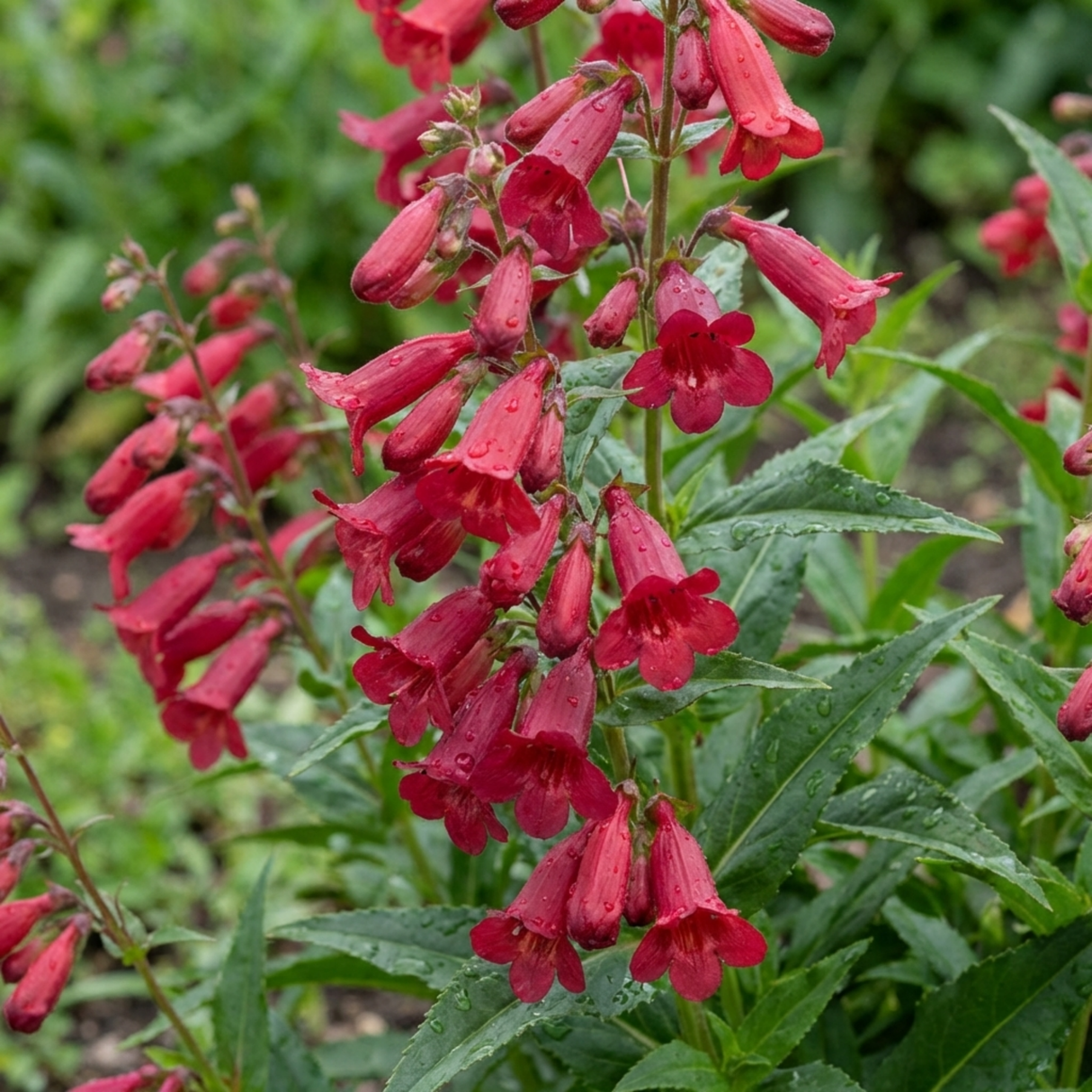 Set of 3 or 6 Penstemon Red Hardy Perennial Plants, Bee Friendly Summer Flowering, Outdoor Garden Ready, 1 Litre Root-Ball - Frankton's