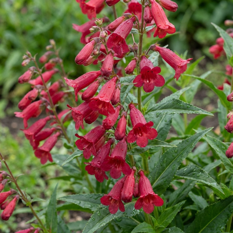 Set of 3 or 6 Penstemon Red Hardy Perennial Plants, Bee Friendly Summer Flowering, Outdoor Garden Ready, 1 Litre Root-Ball - Frankton's