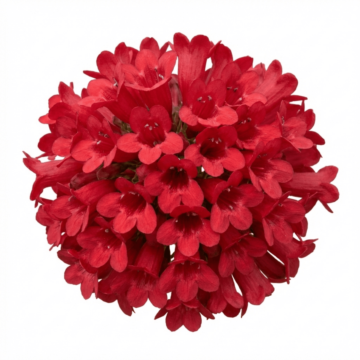 Set of 3 or 6 Penstemon Red Hardy Perennial Plants, Bee Friendly Summer Flowering, Outdoor Garden Ready, 1 Litre Root-Ball - Frankton's