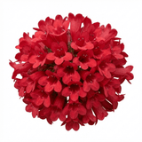 Set of 3 or 6 Penstemon Red Hardy Perennial Plants, Bee Friendly Summer Flowering, Outdoor Garden Ready, 1 Litre Root-Ball - Frankton's