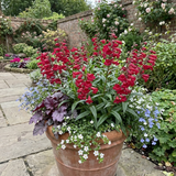 Set of 3 or 6 Penstemon Red Hardy Perennial Plants, Bee Friendly Summer Flowering, Outdoor Garden Ready, 1 Litre Root-Ball - Frankton's