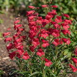 Set of 3 or 6 Penstemon Red Hardy Perennial Plants, Bee Friendly Summer Flowering, Outdoor Garden Ready, 1 Litre Root-Ball - Frankton's