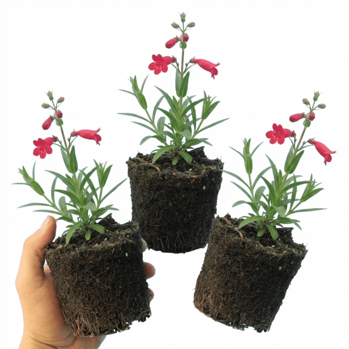 Set of 3 or 6 Penstemon Red Hardy Perennial Plants, Bee Friendly Summer Flowering, Outdoor Garden Ready, 1 Litre Root-Ball - Frankton's