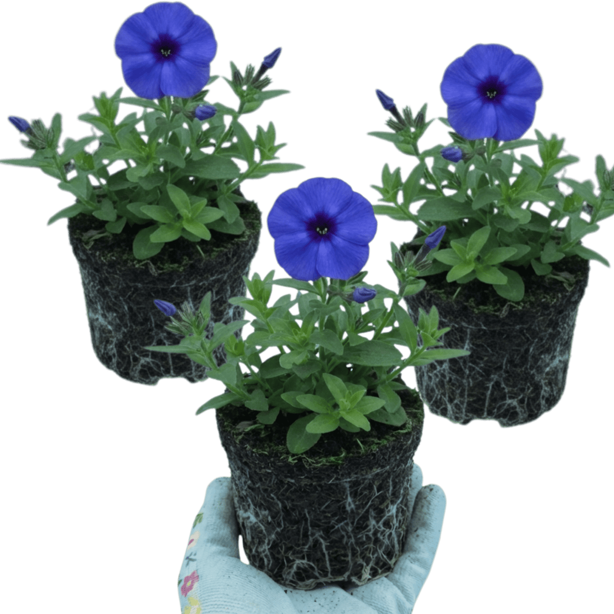 Set of 3 or 6 Phlox Blue Dark Eye Hardy Perennial Plants, Bee Friendly Summer Flowering, Outdoor Garden Ready, 1 Litre Root-Ball - Frankton's