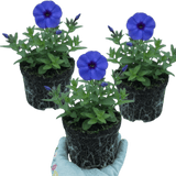 Set of 3 or 6 Phlox Blue Dark Eye Hardy Perennial Plants, Bee Friendly Summer Flowering, Outdoor Garden Ready, 1 Litre Root-Ball - Frankton's
