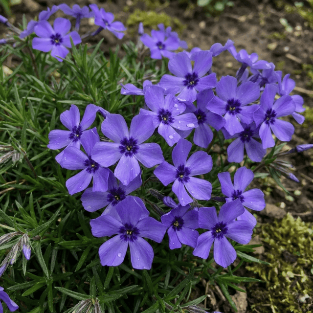 Set of 3 or 6 Phlox Blue Dark Eye Hardy Perennial Plants, Bee Friendly Summer Flowering, Outdoor Garden Ready, 1 Litre Root-Ball - Frankton's