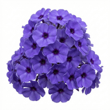 Set of 3 or 6 Phlox Blue Dark Eye Hardy Perennial Plants, Bee Friendly Summer Flowering, Outdoor Garden Ready, 1 Litre Root-Ball - Frankton's