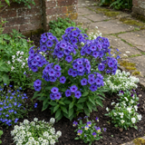 Set of 3 or 6 Phlox Blue Dark Eye Hardy Perennial Plants, Bee Friendly Summer Flowering, Outdoor Garden Ready, 1 Litre Root-Ball - Frankton's