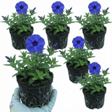 Set of 3 or 6 Phlox Blue Dark Eye Hardy Perennial Plants, Bee Friendly Summer Flowering, Outdoor Garden Ready, 1 Litre Root-Ball - Frankton's