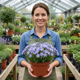 Set of 3 or 6 Phlox Emerald Cushion Blue Alpine Plants, Hardy Perennial Creeping Ground Cover, Flowering Garden Plants, 1 Litre Root-Ball - Frankton's