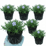 Set of 3 or 6 Phlox Emerald Cushion Blue Alpine Plants, Hardy Perennial Creeping Ground Cover, Flowering Garden Plants, 1 Litre Root-Ball - Frankton's