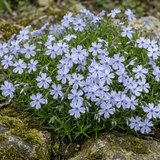 Set of 3 or 6 Phlox Emerald Cushion Blue Alpine Plants, Hardy Perennial Creeping Ground Cover, Flowering Garden Plants, 1 Litre Root-Ball - Frankton's
