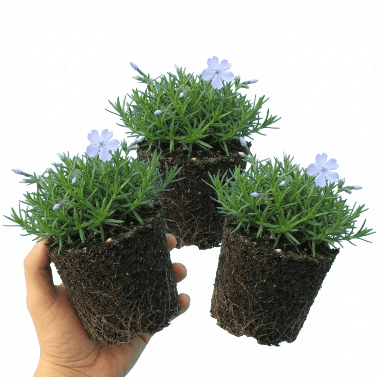 Set of 3 or 6 Phlox Emerald Cushion Blue Alpine Plants, Hardy Perennial Creeping Ground Cover, Flowering Garden Plants, 1 Litre Root-Ball - Frankton's