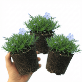 Set of 3 or 6 Phlox Emerald Cushion Blue Alpine Plants, Hardy Perennial Creeping Ground Cover, Flowering Garden Plants, 1 Litre Root-Ball - Frankton's