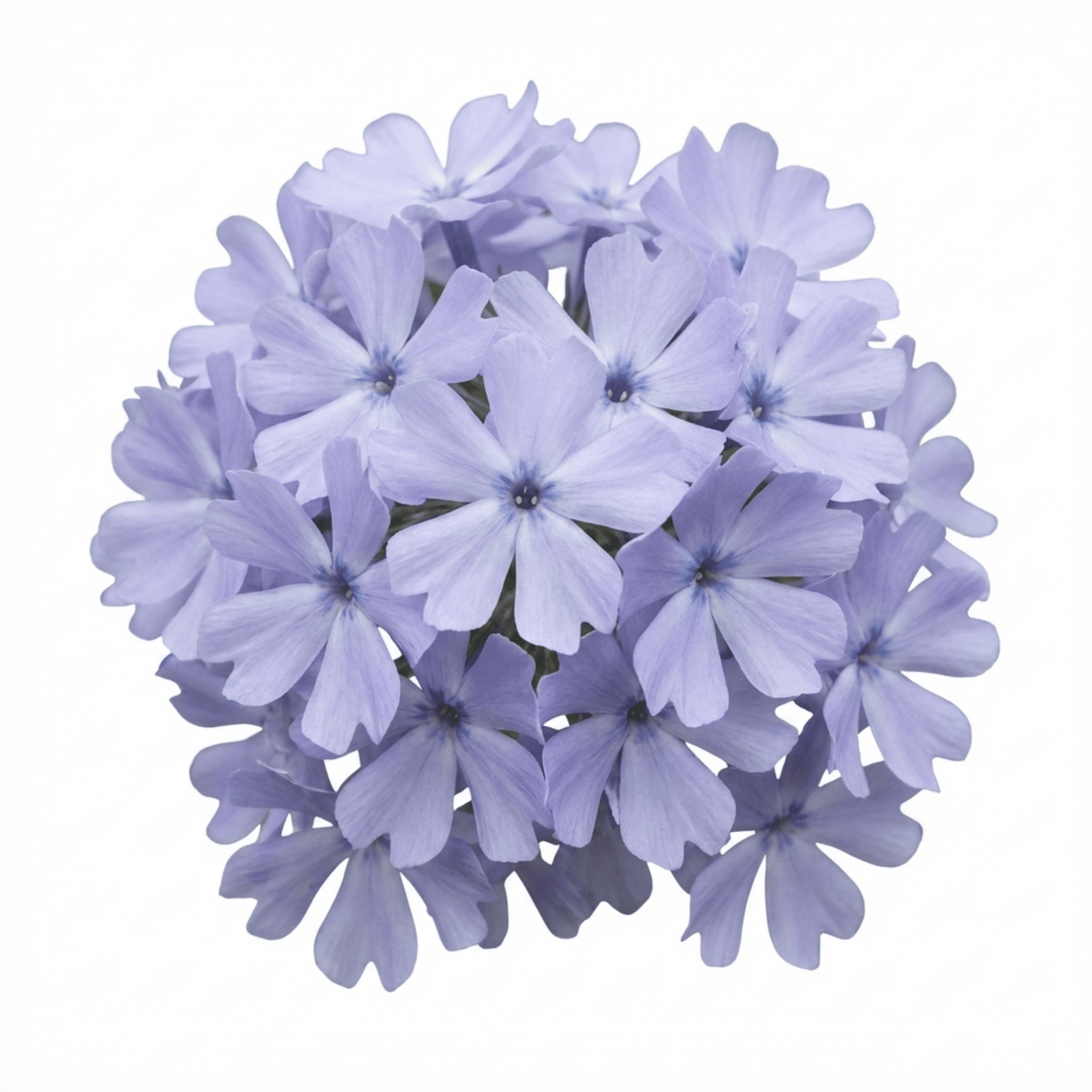 Set of 3 or 6 Phlox Emerald Cushion Blue Alpine Plants, Hardy Perennial Creeping Ground Cover, Flowering Garden Plants, 1 Litre Root-Ball - Frankton's