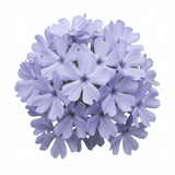 Set of 3 or 6 Phlox Emerald Cushion Blue Alpine Plants, Hardy Perennial Creeping Ground Cover, Flowering Garden Plants, 1 Litre Root-Ball - Frankton's