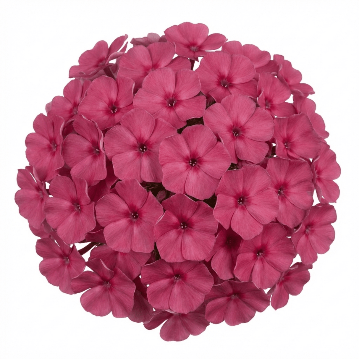 Set of 3 or 6 Phlox ‘Fabulous Rose’ Hardy Perennial Plants, Fragrant, Bee Friendly, Summer Flowering, Outdoor Garden Ready, 1 Litre Root-Ball - Frankton's
