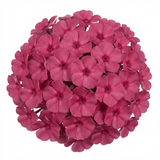 Set of 3 or 6 Phlox ‘Fabulous Rose’ Hardy Perennial Plants, Fragrant, Bee Friendly, Summer Flowering, Outdoor Garden Ready, 1 Litre Root-Ball - Frankton's