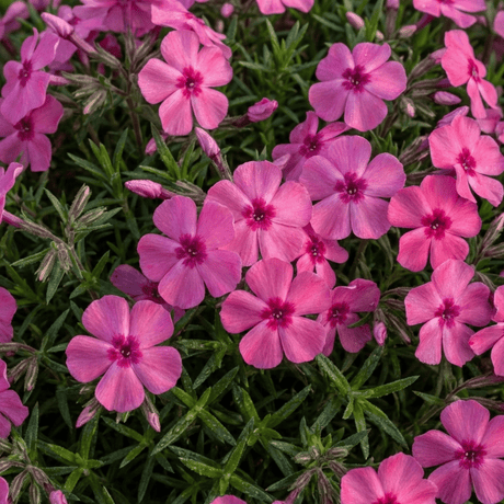 Set of 3 or 6 Phlox ‘Fabulous Rose’ Hardy Perennial Plants, Fragrant, Bee Friendly, Summer Flowering, Outdoor Garden Ready, 1 Litre Root-Ball - Frankton's