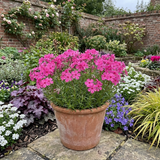 Set of 3 or 6 Phlox ‘Fabulous Rose’ Hardy Perennial Plants, Fragrant, Bee Friendly, Summer Flowering, Outdoor Garden Ready, 1 Litre Root-Ball - Frankton's